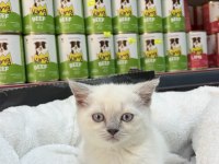 British Shorthair Blue Point