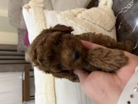 Evimde baktığım toy poodle yavrularım