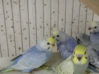 Alıştırmalık Rainbow ve Çek Muhabbet Kuşu Yavrular