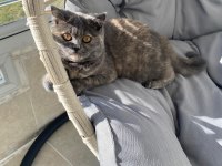 British dişi kedi