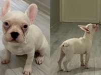 3 AYLIK SAFKAN FRENCH BULLDOG BEBEKLER