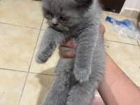 Safkan British Shorthair