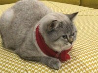 Kedi hakkında bilgi için numarama yazın british