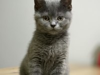 British shorthair 4 buçuk aylık oğlumuza yuva arıyoruz