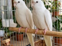Albino Sultan Papağanı