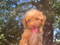 Maltipoo Yavrular Adrese Gönderim ve Kapıda Ödeme Vardır