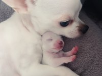 Rezerve ilanıdır chihuahua