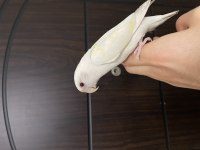 Yavru albino sevda papağanı