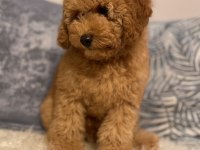 Poodle aşılı garantili yavru