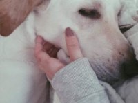 Köpeğimize Acil Yeni Yuva Aranıyor