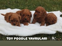 Safkan Toy Poodle Yavruları