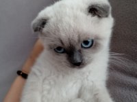 Scottish fold yavrularımız yeni sahibini arıyor