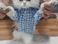 Kedi Sahiplendirme british longhair