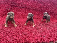 KİNG DOBERMAN YAVRULARİMİZ