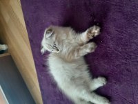 Kedi erkek 3 ay iki hafta