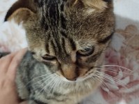 Sahiplendirilecek 3 aylık british shorthair