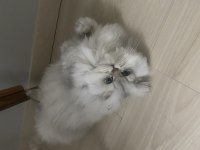 British Longhair Kedimiz Yeni Sahip Arıyor