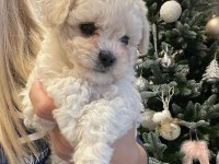 Maltipoo İle Evimize Neşe Katmaya Hazır mısınız
