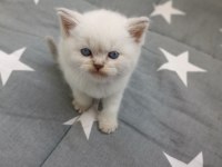 Boncuk Gözlü British Shorthair