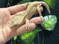 Crested gecko adult sub adult dişi erkek
