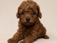 Sevimli Toy Poodle Yavruları