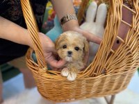 Sağlık Garantili Maltipoo Yavrularımız