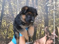 ALMAN ÇOBAN KÖPEĞİ YAVRULARI