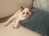 Ragdoll 4 Aylık Erkek