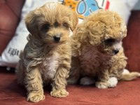 Show kalite maltipoo yavrularımız aşılı pasaportlu