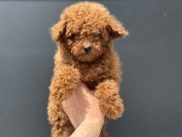 Ankaranın en özel kore toy poodle yavruları