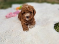 Maltipoo Yavrularımız