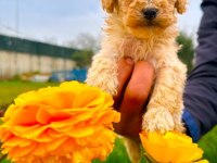 Toy poodle yavrular