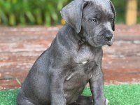 Türkiyenin en güvenilir çiftliğinden cane corso