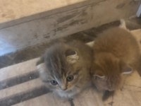 45 günlük bebek kediler