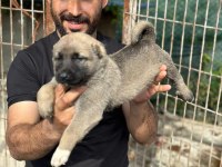 Kangal köpeğimiz panter