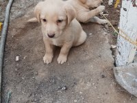 Yazın vazgeçilmez golden retriever meyveleri