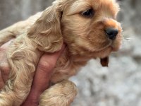 cocker bebek köpeklerimiz