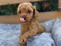 Tatlılığıyla aşık edebilecek minicik bir poodle kalp