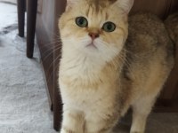 Yavru ve yetişkin scottish fold ve straight kediler