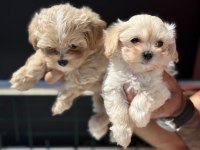 Wc eğitimli kore maltipoo yavrularımız