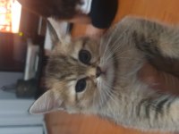 Black Golden British Shorthair Dişi Yavru
