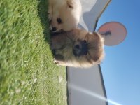 Pomeranian boo yavru
