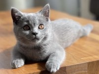 British shorthair 4 ayşlık