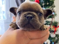 Üst Düzey French Bulldog Yavrularımız