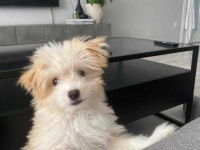 3.5 Aylık Maltipoo Eğitimli Aşıları Tam