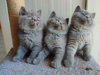 Peluş tüylü british shorthair yavrularımız