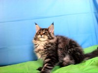 İlloai ve Arthur eşleşmesinin en iri yavrusu maine coon