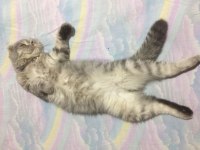 Silver Scottish Fold Erkek