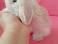 Renk renk tavşanlar hollanda ve teddy lop bebekler