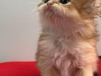 British longhair 35 günlük